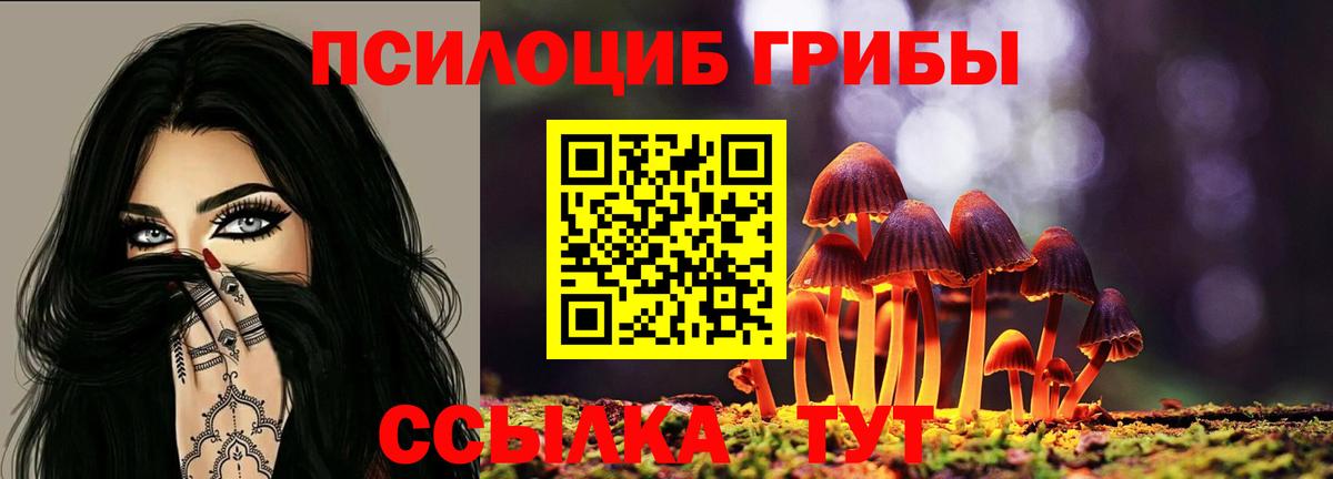 Чехов  Псилоцибиновые грибы Cubensis  Вход с VPN 
